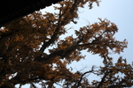 银杏树