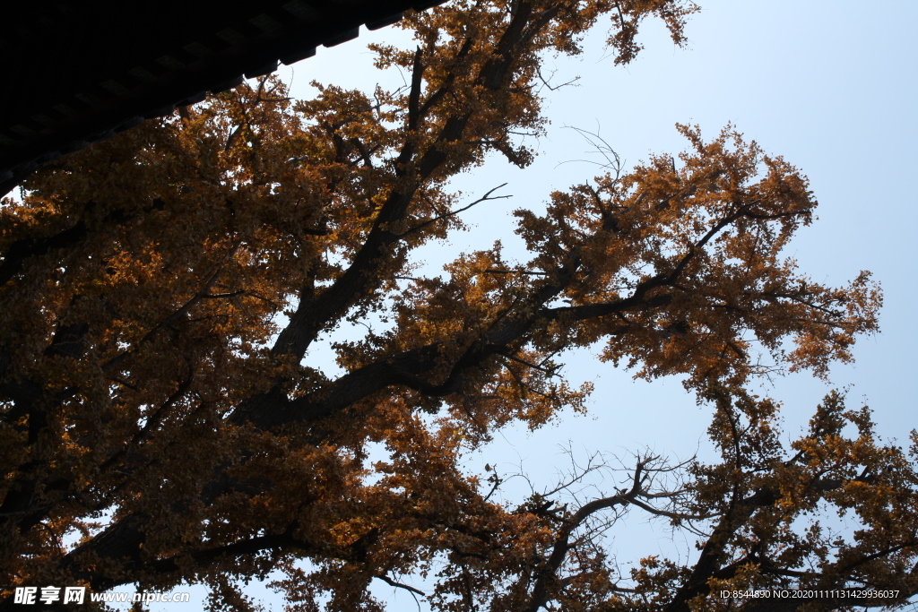 银杏树