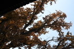 银杏树