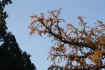 银杏树