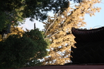 银杏树