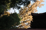 银杏树