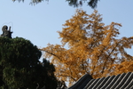 银杏树