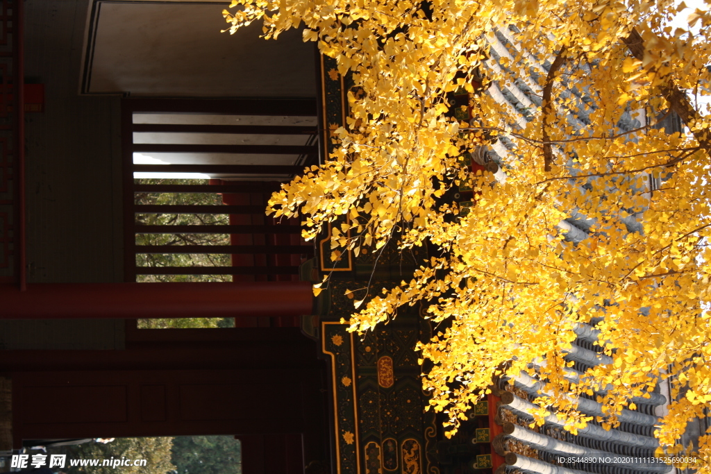 银杏树