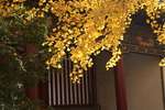 银杏树