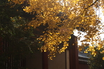 银杏树