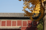 银杏树