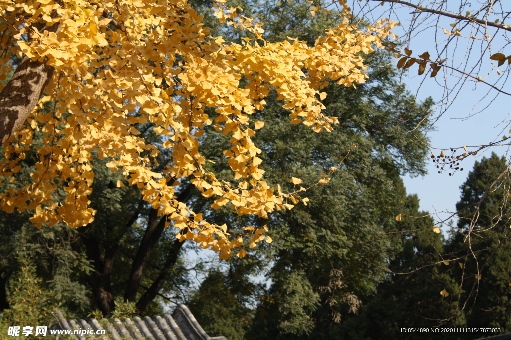 银杏树