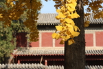 银杏树
