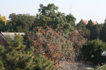 岱庙