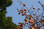柿子 柿子树