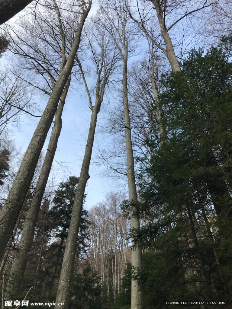 丛林