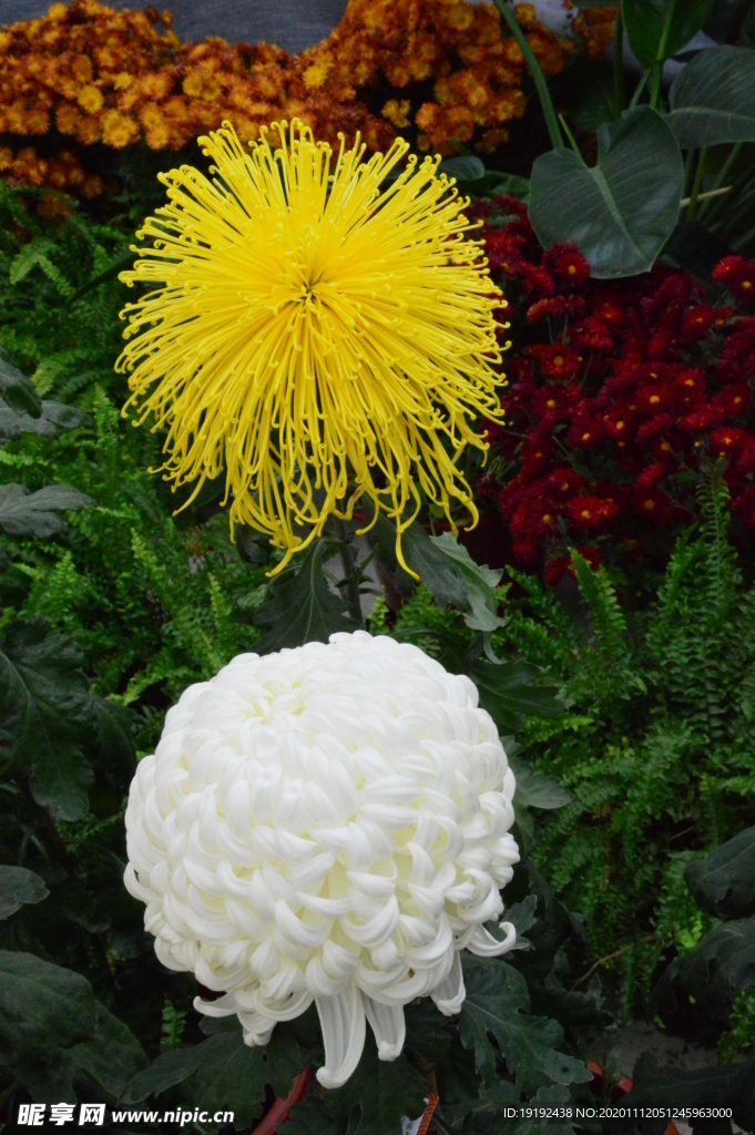 菊花