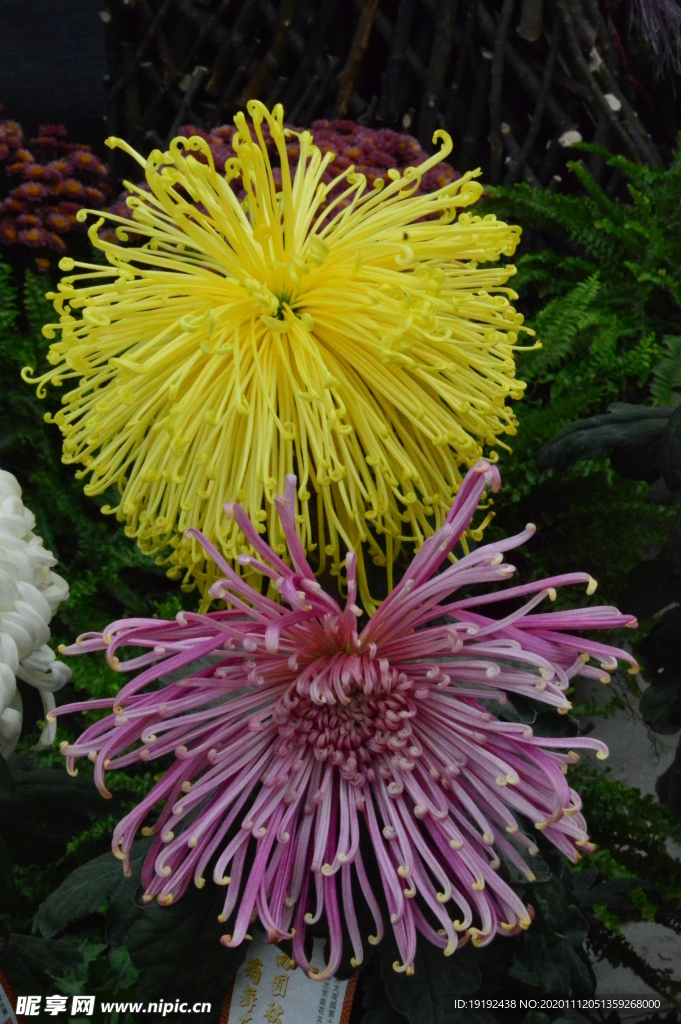 菊花
