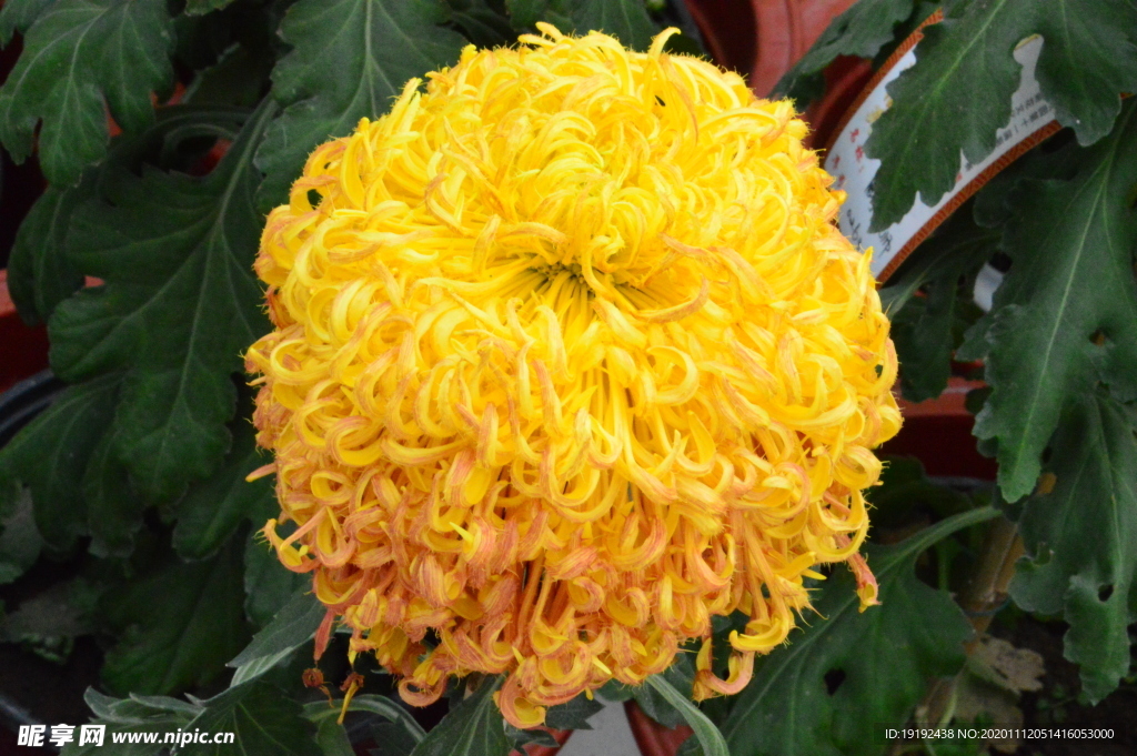菊花