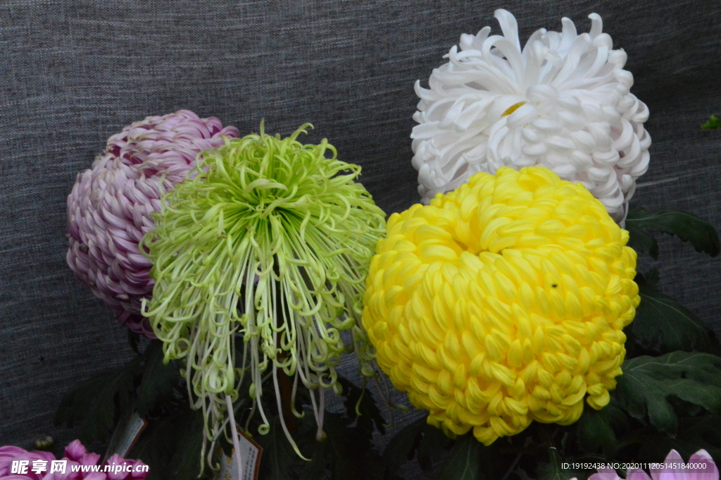 菊花