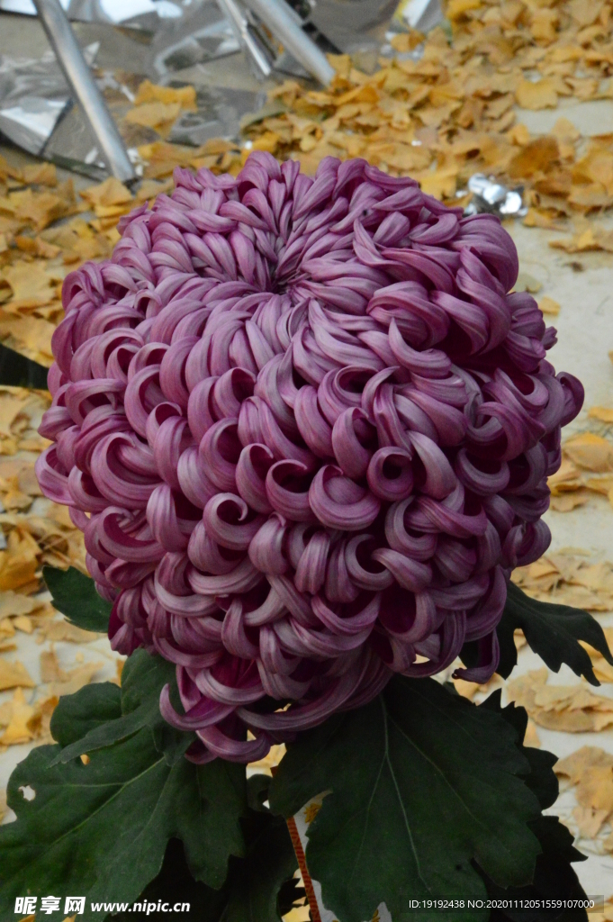 菊花