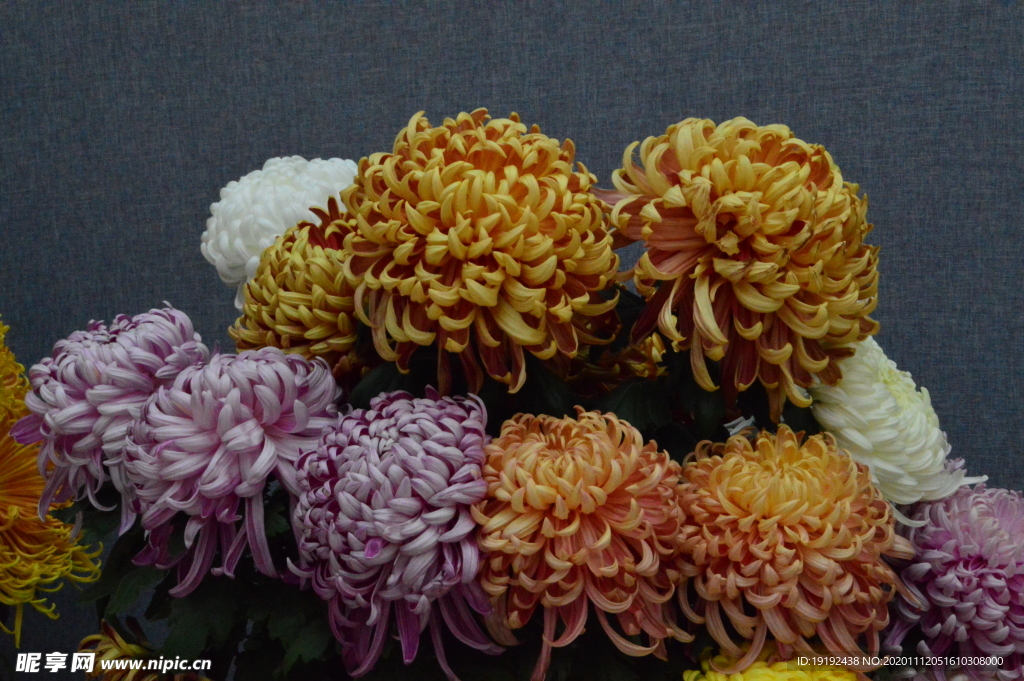 菊花