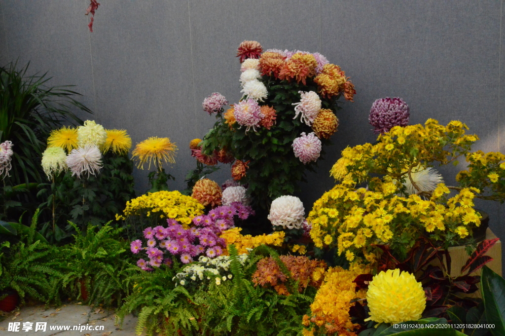 菊花