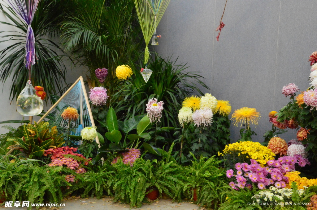 菊花