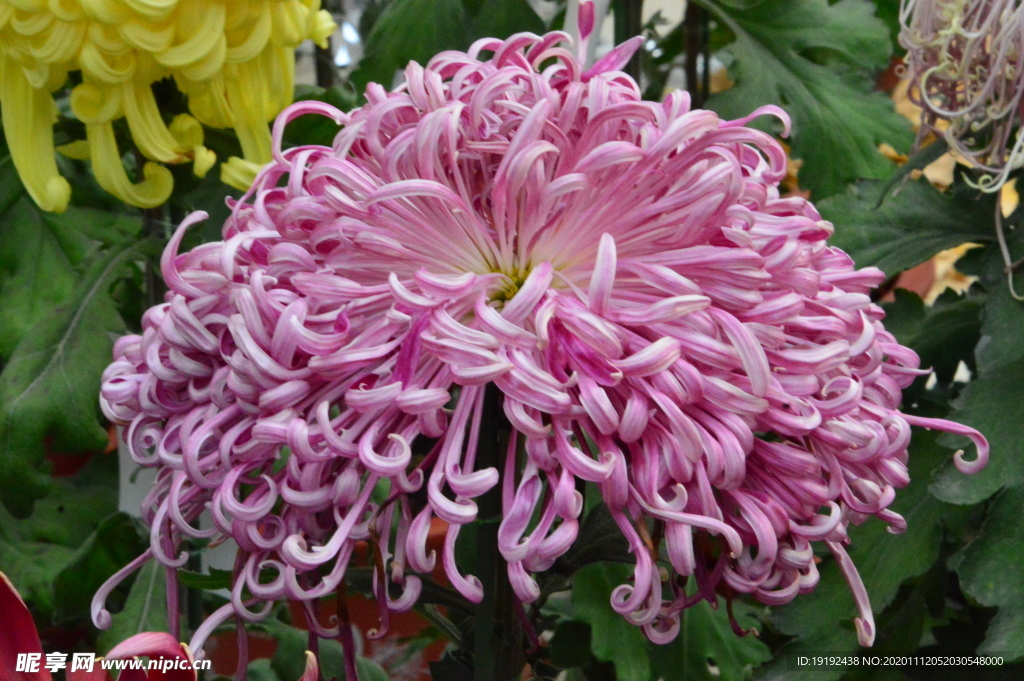 菊花