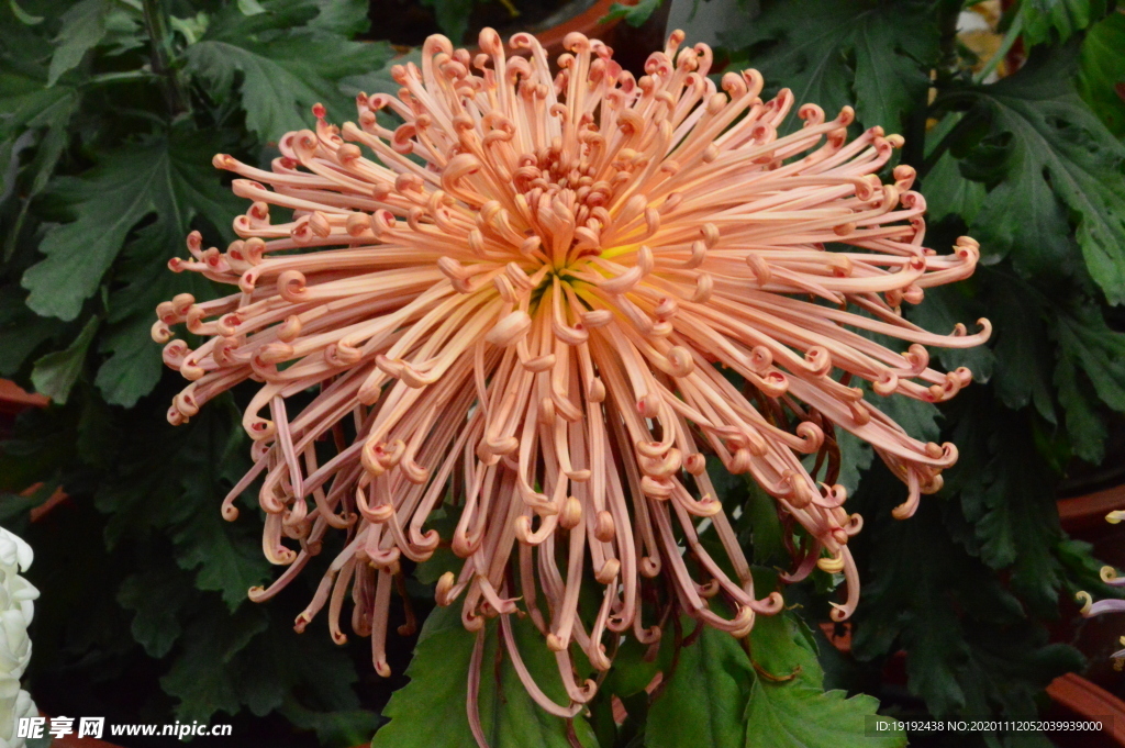 菊花