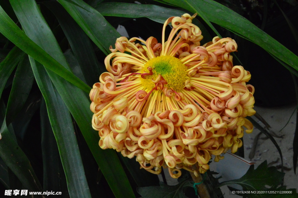 菊花
