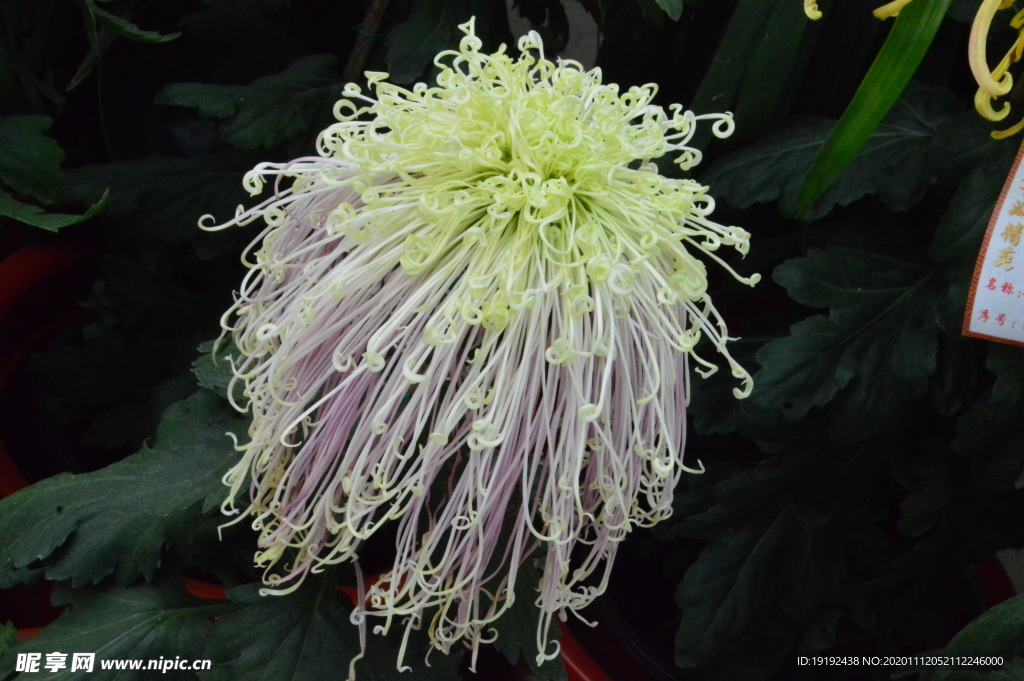 菊花
