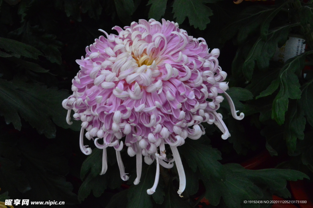 菊花