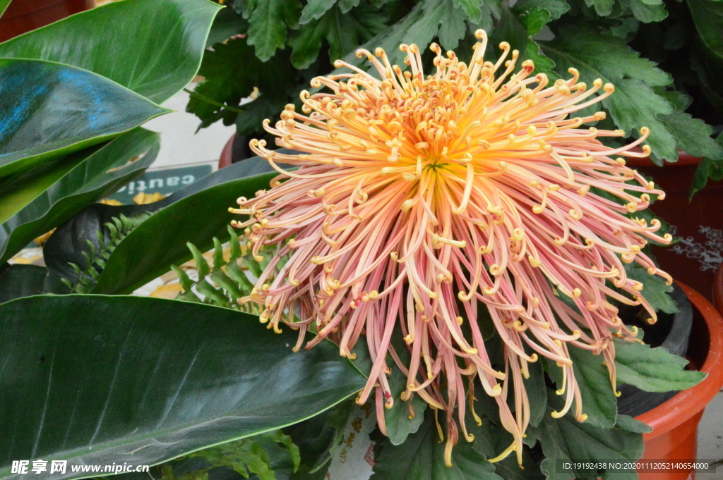菊花