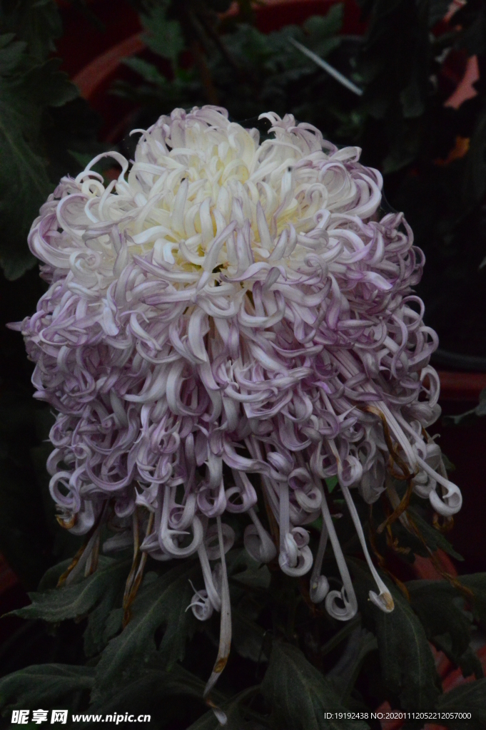 菊花