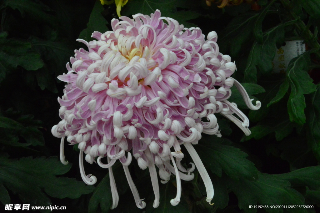 菊花