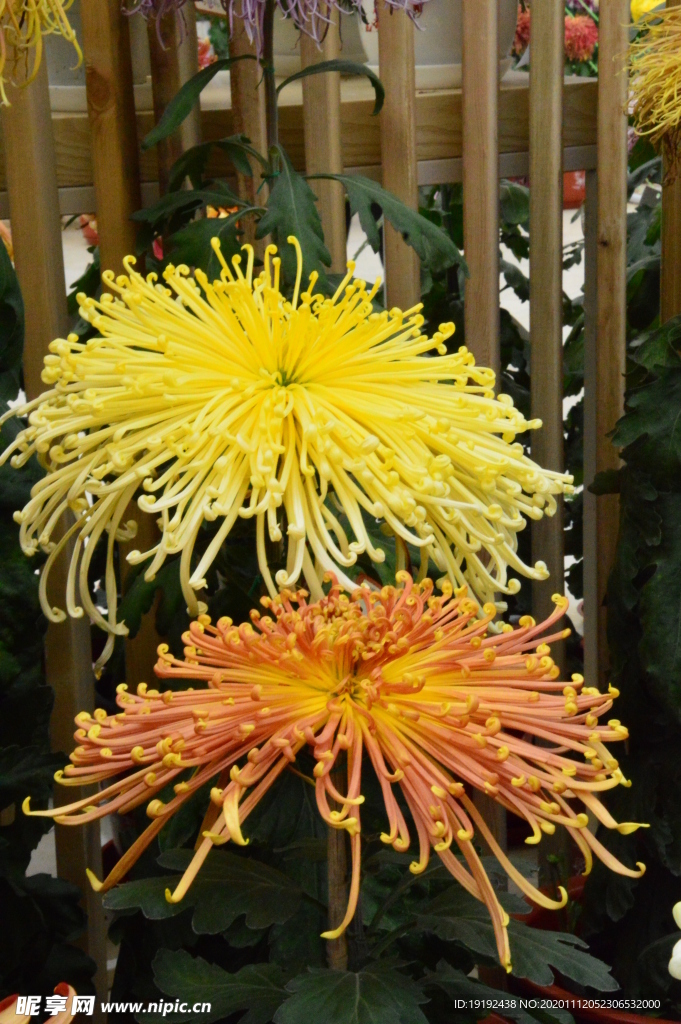菊花