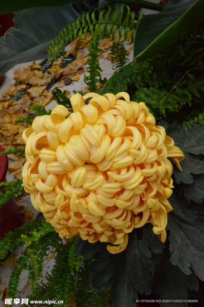 菊花