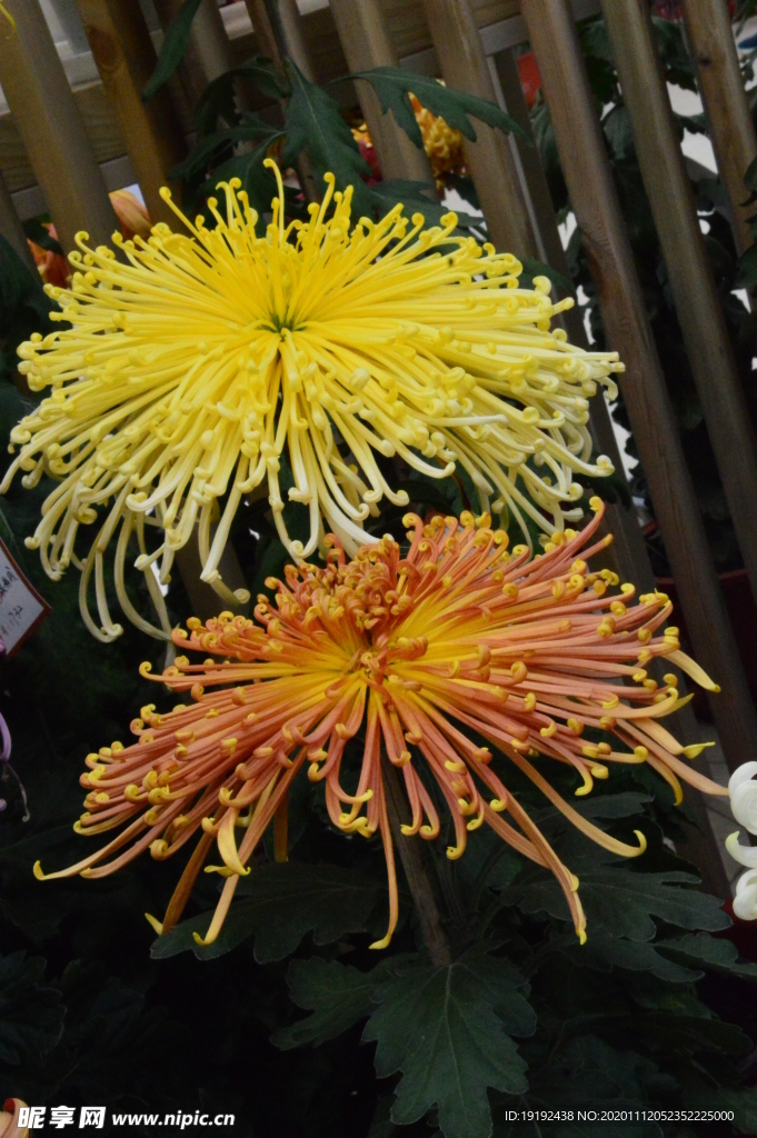 菊花