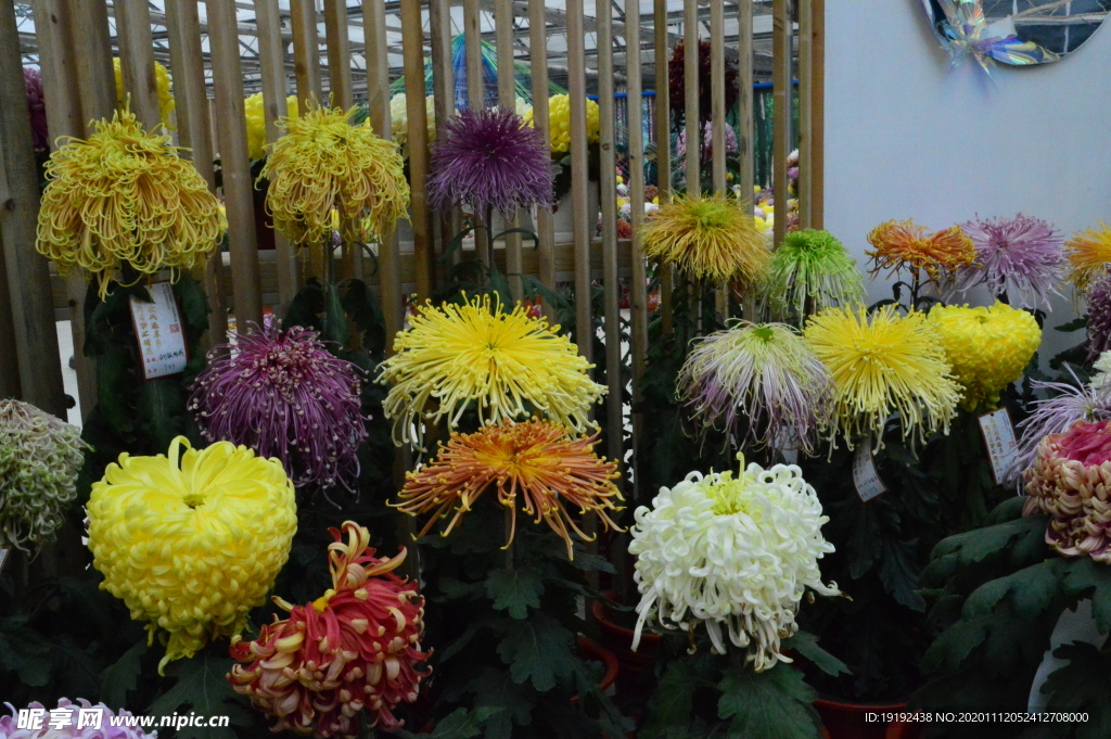 菊花