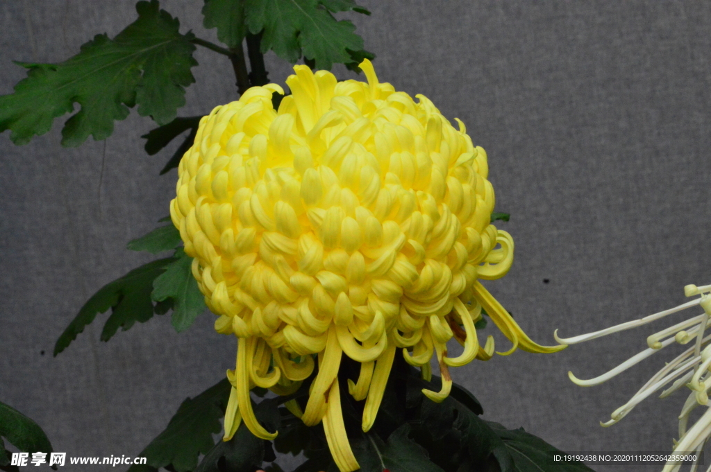 菊花