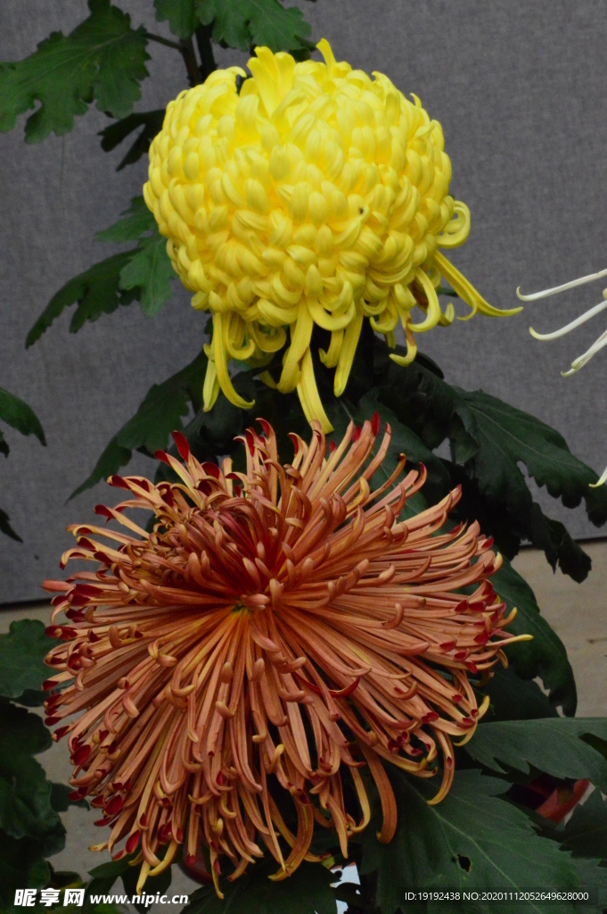 菊花