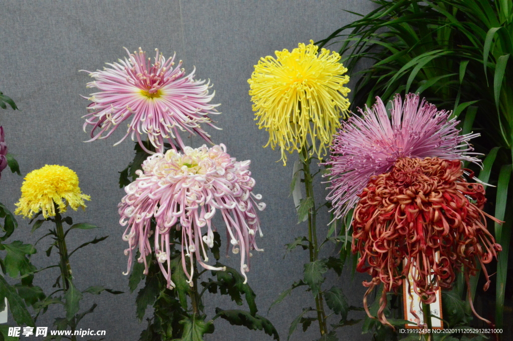 菊花