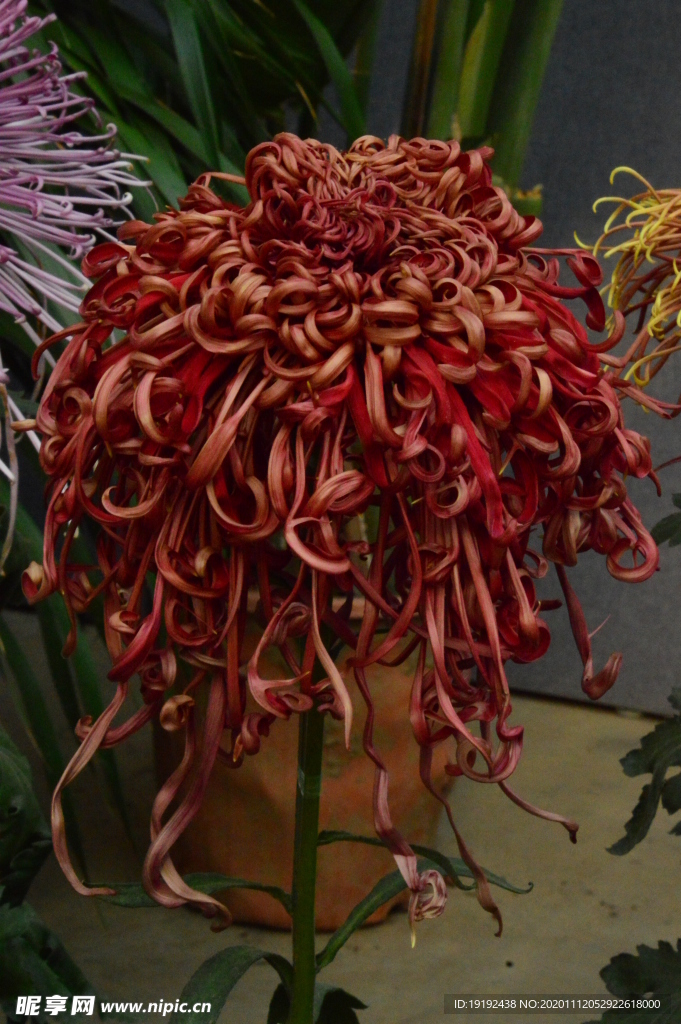 菊花