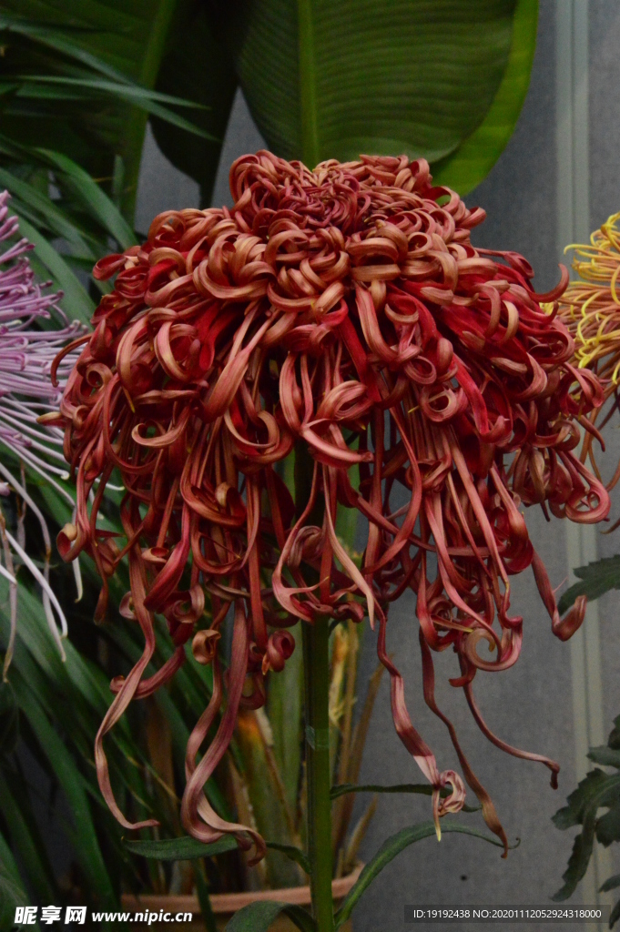 菊花
