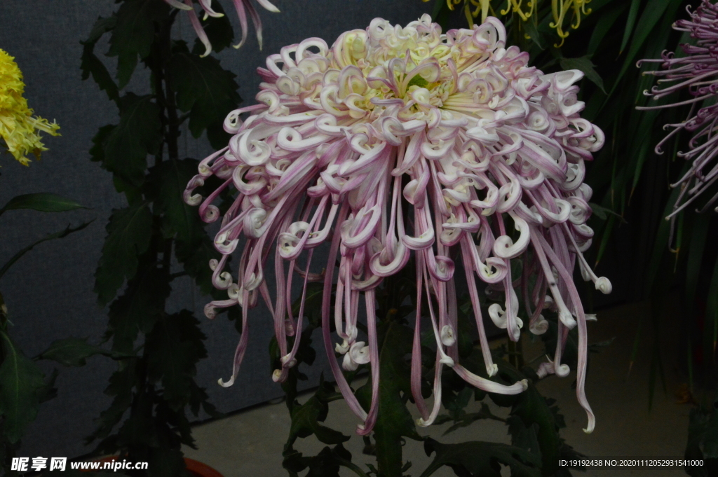 菊花