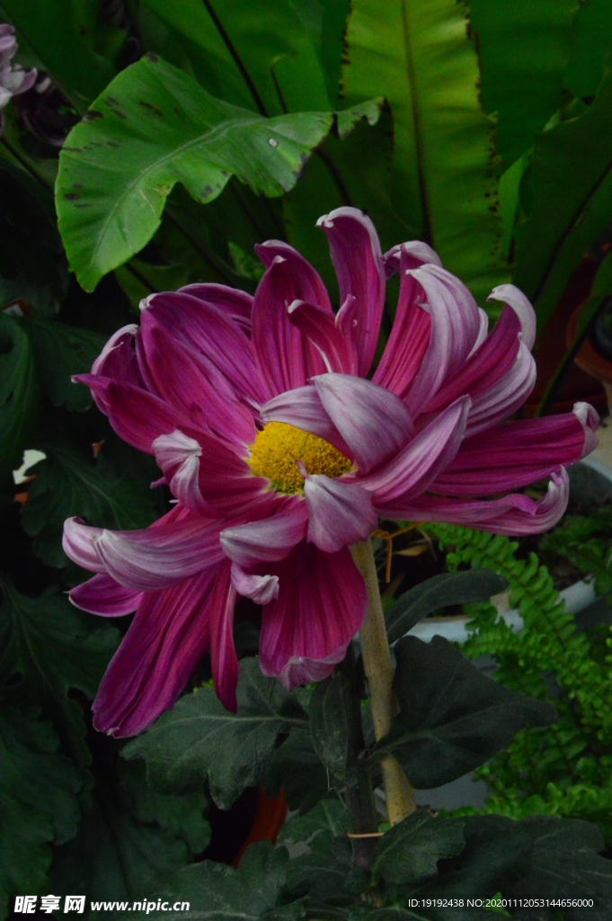 菊花