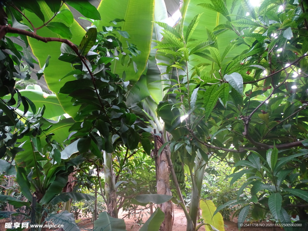 温室里的热带植物