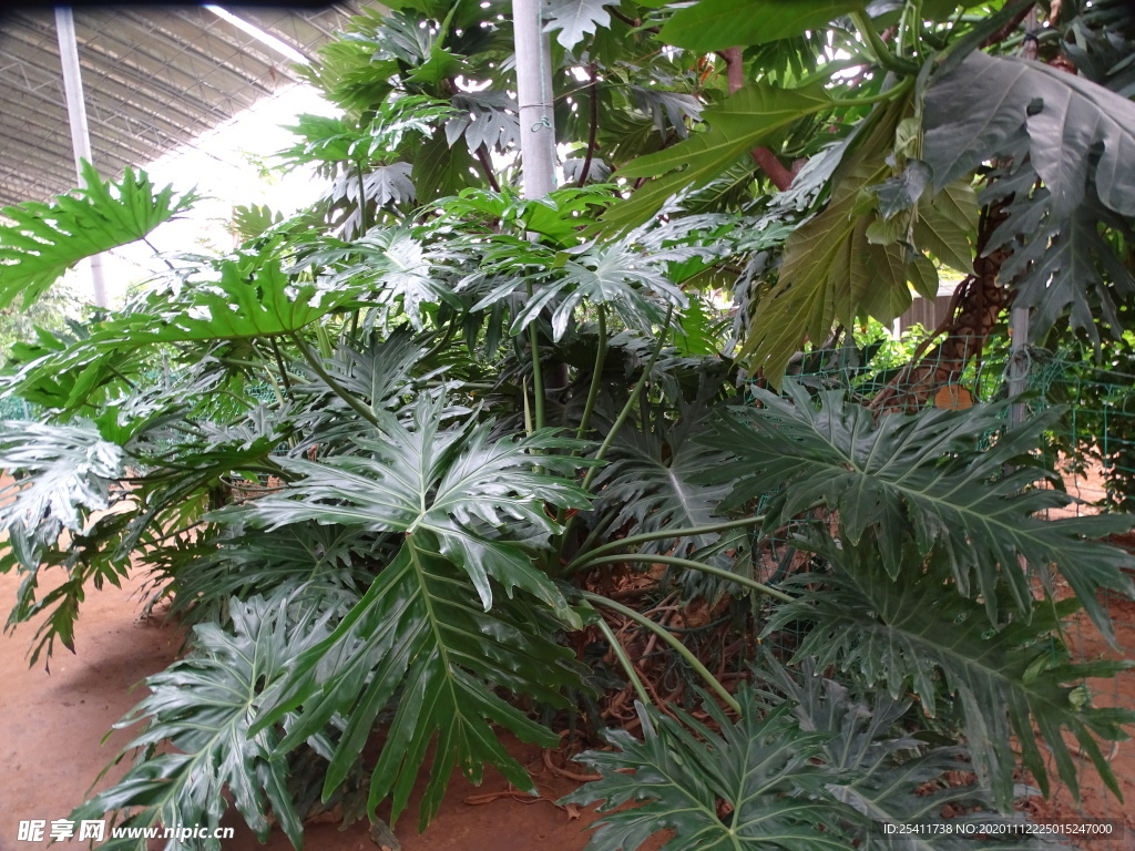 绿色植物
