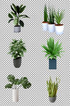 植物盆栽