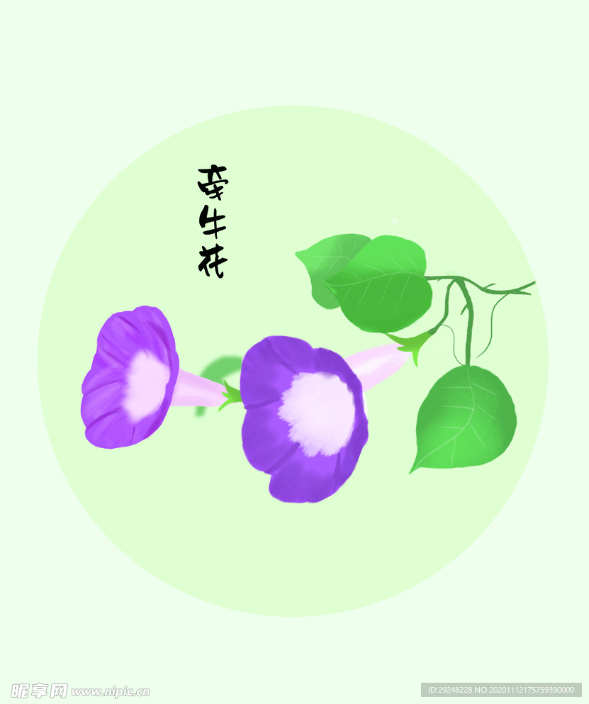 牵牛花