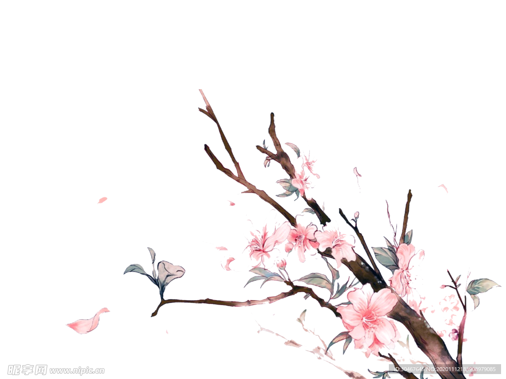 腊梅