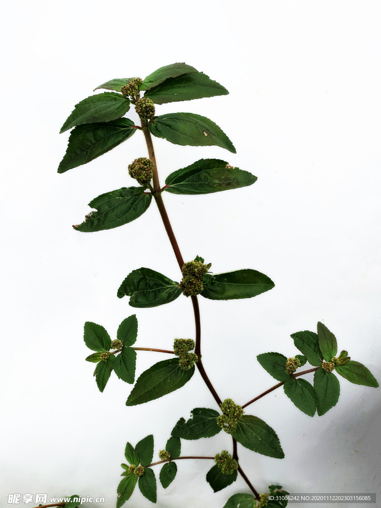 飞扬草
