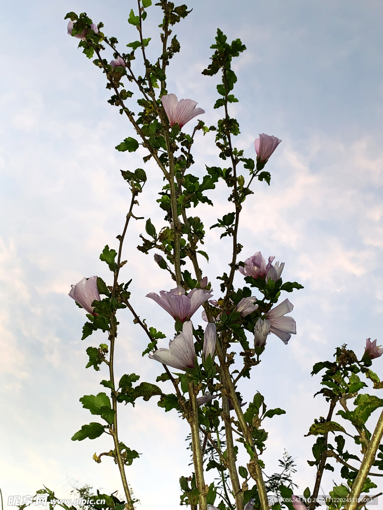 木槿花